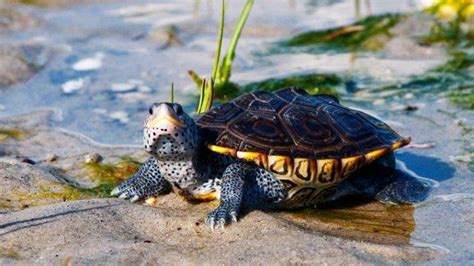 ¿Cuánto tiempo crece una tortuga? Todo lo que necesitas saber - Vida