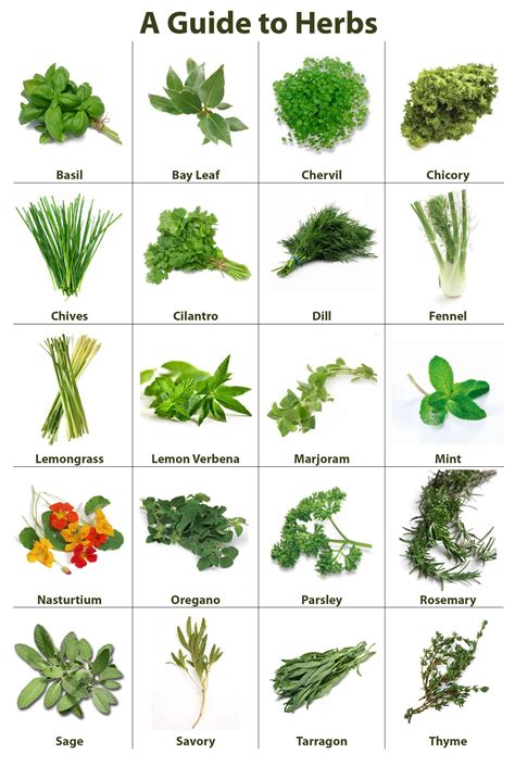 Herb Guide Herbs Name Of Vegetables Fruits And Vegetables List