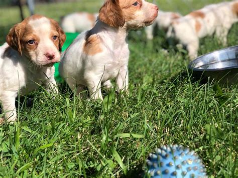 Learn more about scent dog training at American Brittany + Hunting Dog, Puppies Breeders, Adoption MN