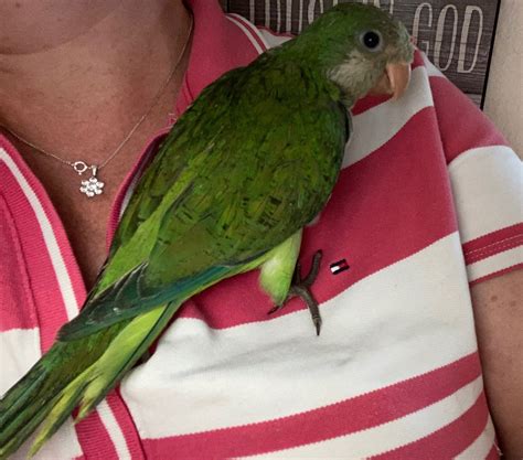 Green Quaker Parrots Birds For Sale In Texas Bird Breeder Near Me