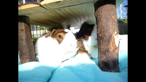 lovely guinea pigs playing  youtube
