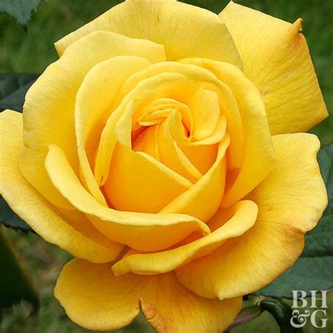 Here are the practices to specialist have since classified rose fragrances into five dominant types reminiscing of tea, myrrh. Garden Finance The Most Fragrant Roses for Your Garden ...