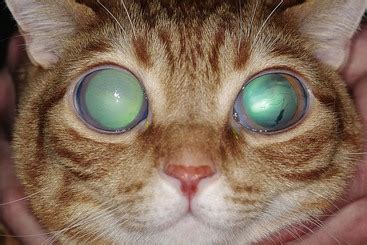 Glaucoma is a serious condition in which the pressure in the eye increases, causing pain. Feline Glaucoma | Veterian Key