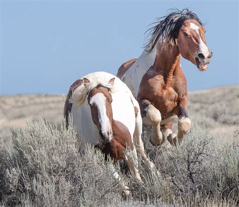 Unbridled Beautymccullough Peaks Wild Horses Wyoming