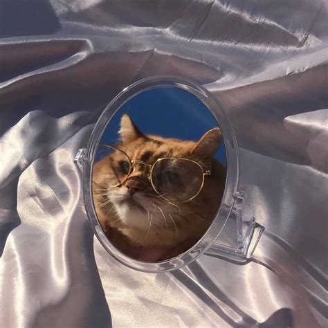 79 Aesthetic Cat Profile Picture Meme