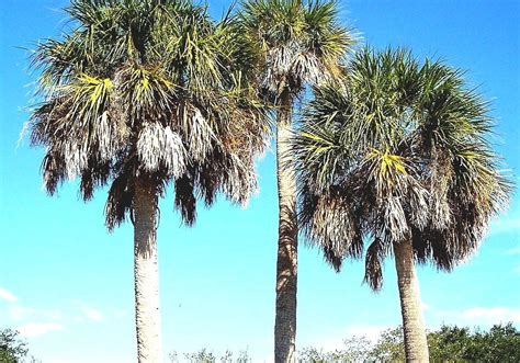 Sabal Palmetto Native Florida Palm Trees