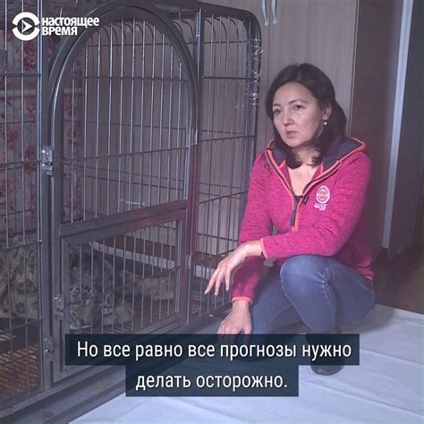 Кыргызстанцы спасают раненого барса На дереве в кыргызстанском лесу нашли раненого снежного