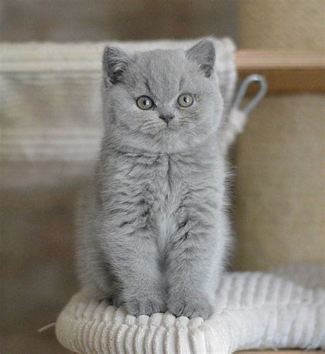 1330 Best Cute Kittens Images On Pinterest