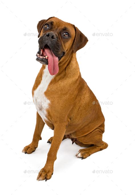 Boxer Dog With Long Tongue Hanging Out Stock Photo By Goodfocused