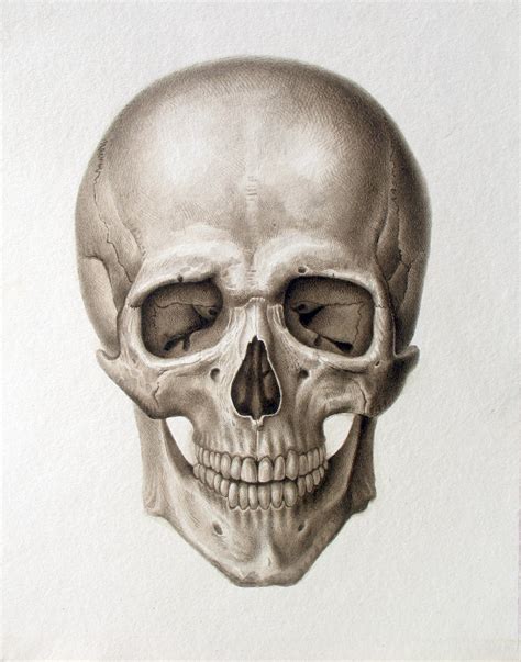 Human Skull Drawing Reference At Getdrawings Free Download