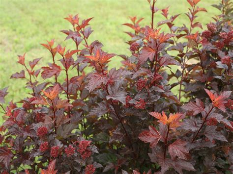 Ginger Wine Ninebark Physocarpus Opulifolius Proven Winners