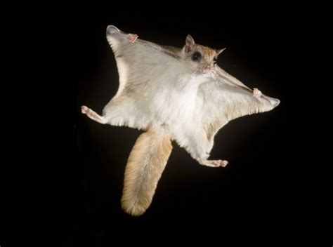 As Climate Warms Northern Flying Squirrels Are Moving Out Of The Northland