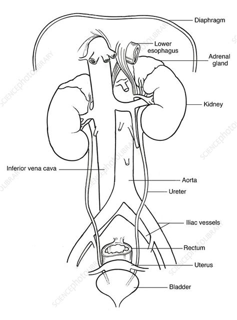 Illustration Of Female Urinary System Stock Image F0315336