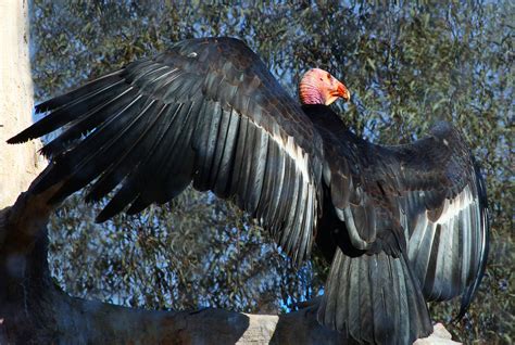 What is the california condor? California Condor | A California Condor warms itself in the … | Flickr
