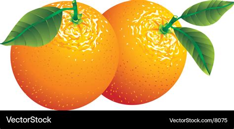 Two Oranges Royalty Free Vector Image Vectorstock