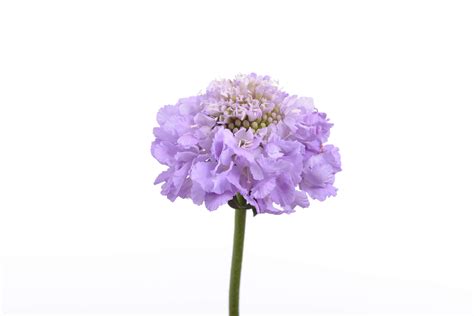 Scabiosa Lavender Scoop High Quality Cut Flowers Danziger
