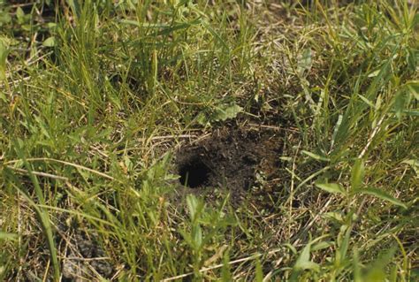 How To Identify Burrowing Animal Holes Nature Blog Network