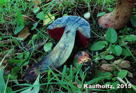 Boletus Subluridellus A H Sm And Thiers Fongarium Ckc03 Flickr