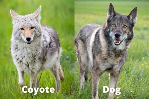 Are Coyotes Dogs The Complete Answer Assorted Animals