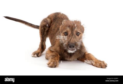Dog Play Bow Hi Res Stock Photography And Images Alamy