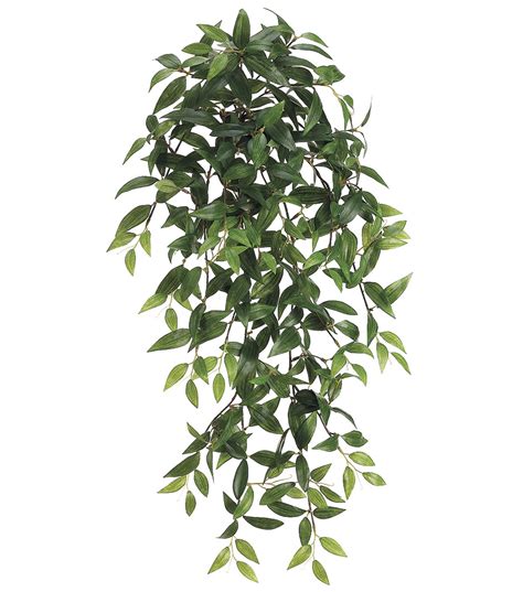 Read reviews for assorted mini plant in white pot by ashland®. 31'' Ruscus Bush-Green31'' Ruscus Bush-Green, | Hanging ...