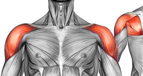 Shoulder Pain And Shoulder Injuries Symptoms Causes And Treatment