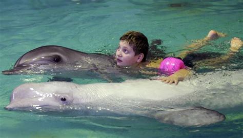 Swimming With Dolphins Ban 5 Fast Facts You Need To Know