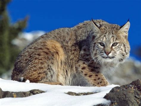 Lynx Wild Cat Wallpaper Free Cat Downloads