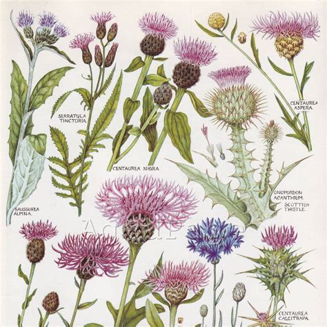 See The Source Image With Images Botanical Drawings Botanical