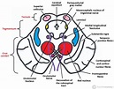 The Midbrain - Colliculi - Peduncles - TeachMeAnatomy