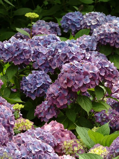 Hydrangea Macrophylla Bouquet Rose Worfield Plants