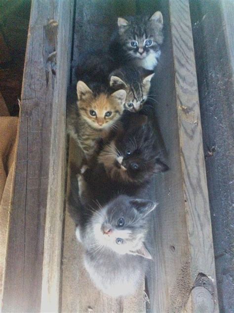 Barn Kittens Aww