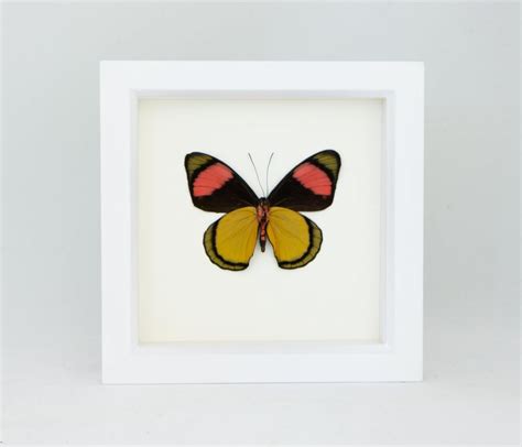 Framed Butterfly Art Batesia Hypochlora Bug Under Glass