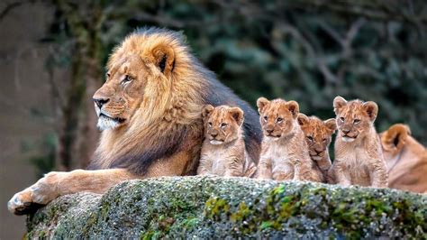Zoo Animals Wallpapers Wallpaper Cave