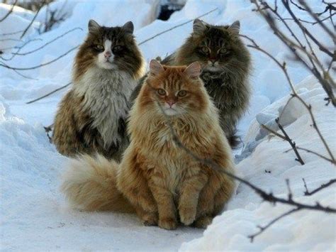 Fascinating Facts About Norwegian Forest Cats