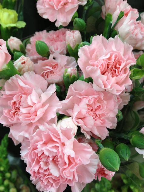 Pink Carnations Beautiful Flowers Carnation Flower Pink Carnations