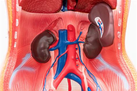 The Spleen Anatomy Function And Disease