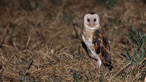 Eastern Grass Owl Tyto Longimembris Alfred Schulte