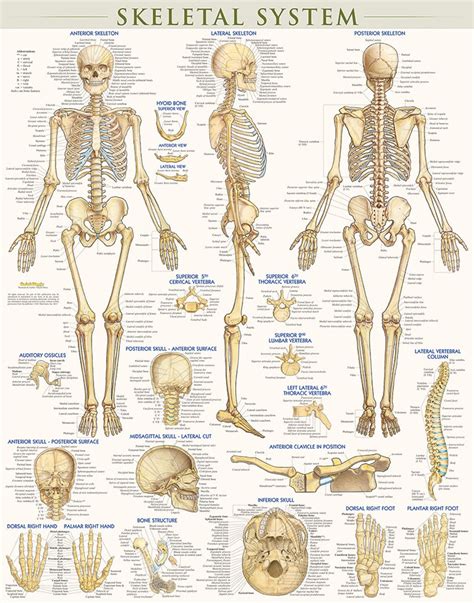 Your challenge is to write the correct name for QuickStudy Skeletal System Laminated Poster (9781423220671)
