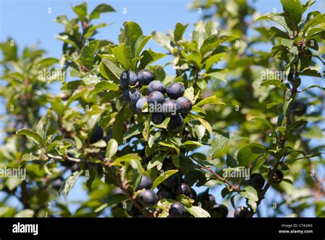 Sloe Or Blackthorn Prunus Spinosa Bush With Ripe Berries Stock Photo