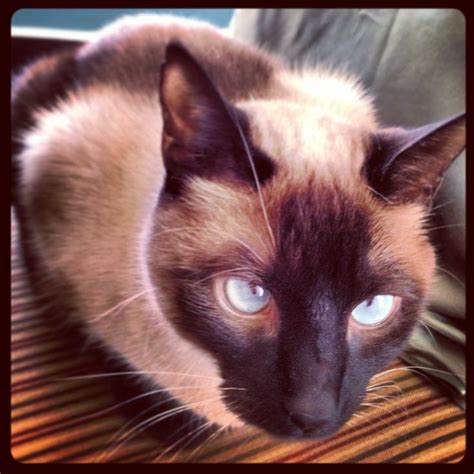 siamese cats what you should know before getting one siamese cats blue point siamese cats cats