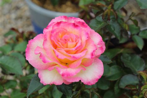 Rose, True Bloom™ ‘True Sincerity’ – Wilson's Garden Center