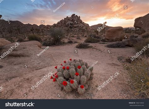 Mojave Desert Landscape At Sunset With A Blooming Cactus