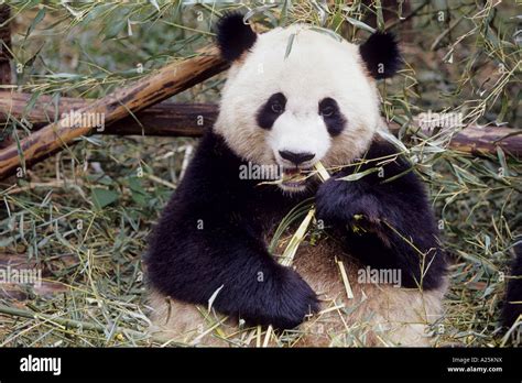 Giant Panda Ailuropoda Melanoleuca Two Years Old Panda Feeding