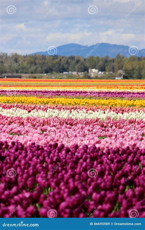 Washington State Tulipanes De Mulitcolor Del Valle De Skagit Imagen De