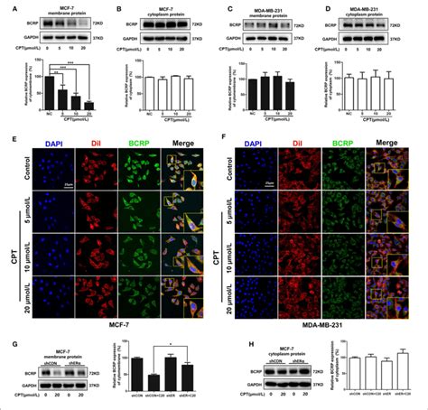 cryptotanshinone cpt reduces the expression and localization of download scientific diagram