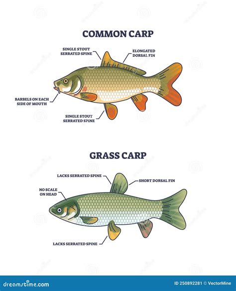 Grass Carp Vs Common Carp Species Anatomical Differences Outline