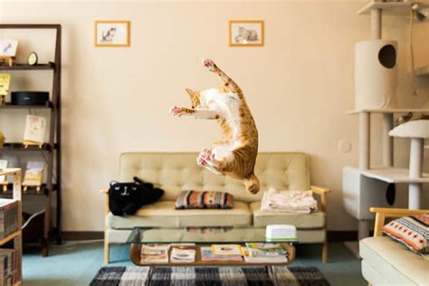 52 Jumping Cats At Play Look Like Ninjas Designbump