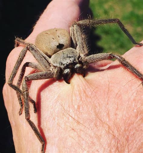 Not For Arachnophobes Look At This Huntsman Spider Biting Someone