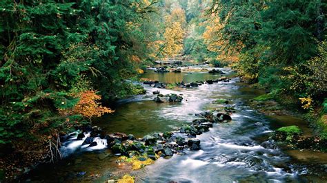 Natural Scenary Forest Creek Oregon Scenery Beautiful Nature River